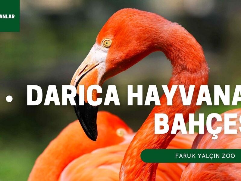 Faruk Yalçın Zoo - Darıca Hayvanat Bahçesi