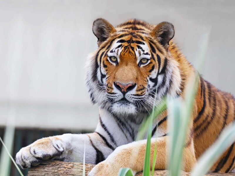 Faruk Yalçın Zoo - Darıca Hayvanat Bahçesi